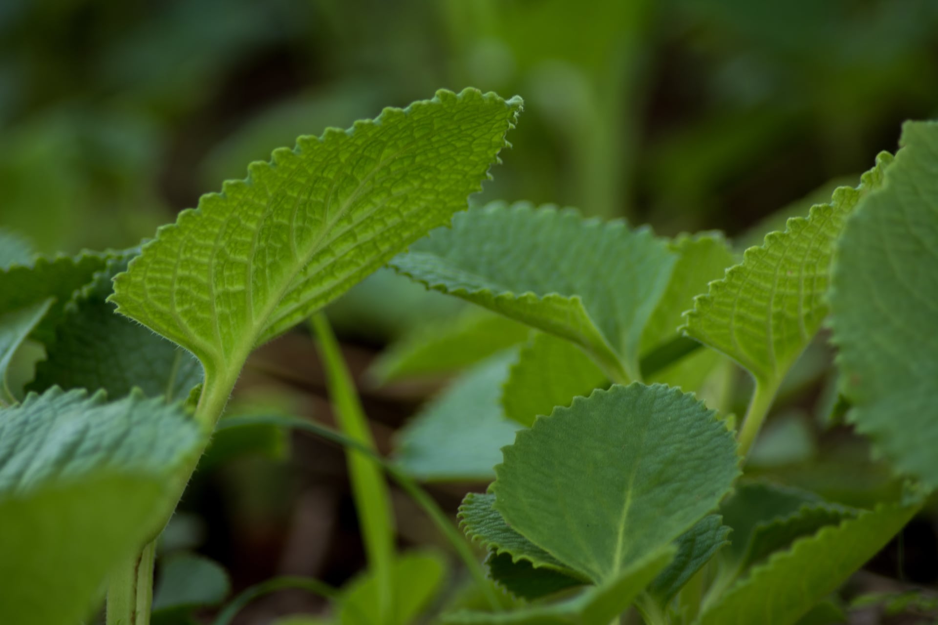 Healing plants and nature-inspired care